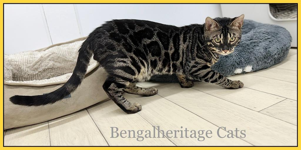 Bengal Kitten For Sale Bengalheritage Cats Bengal Cats